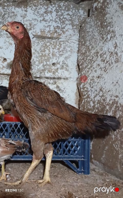 Toyuq, Damazlıq — Xırdalan