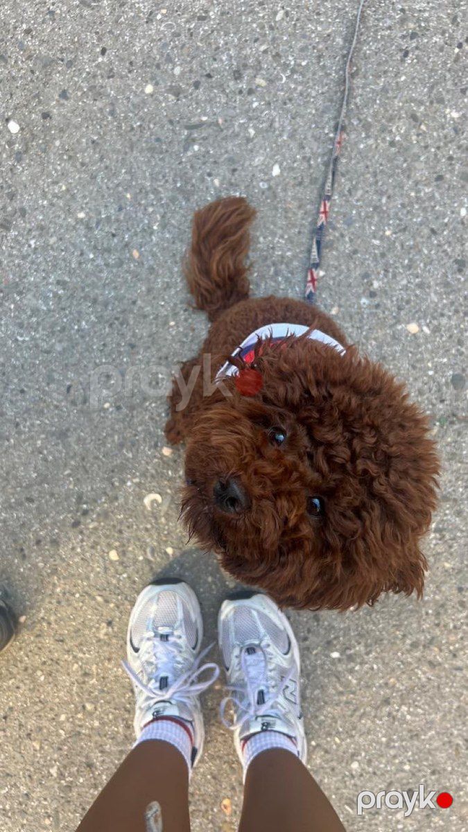 Red Brown Toy Poodle — Köpəklər, Bakı (3)