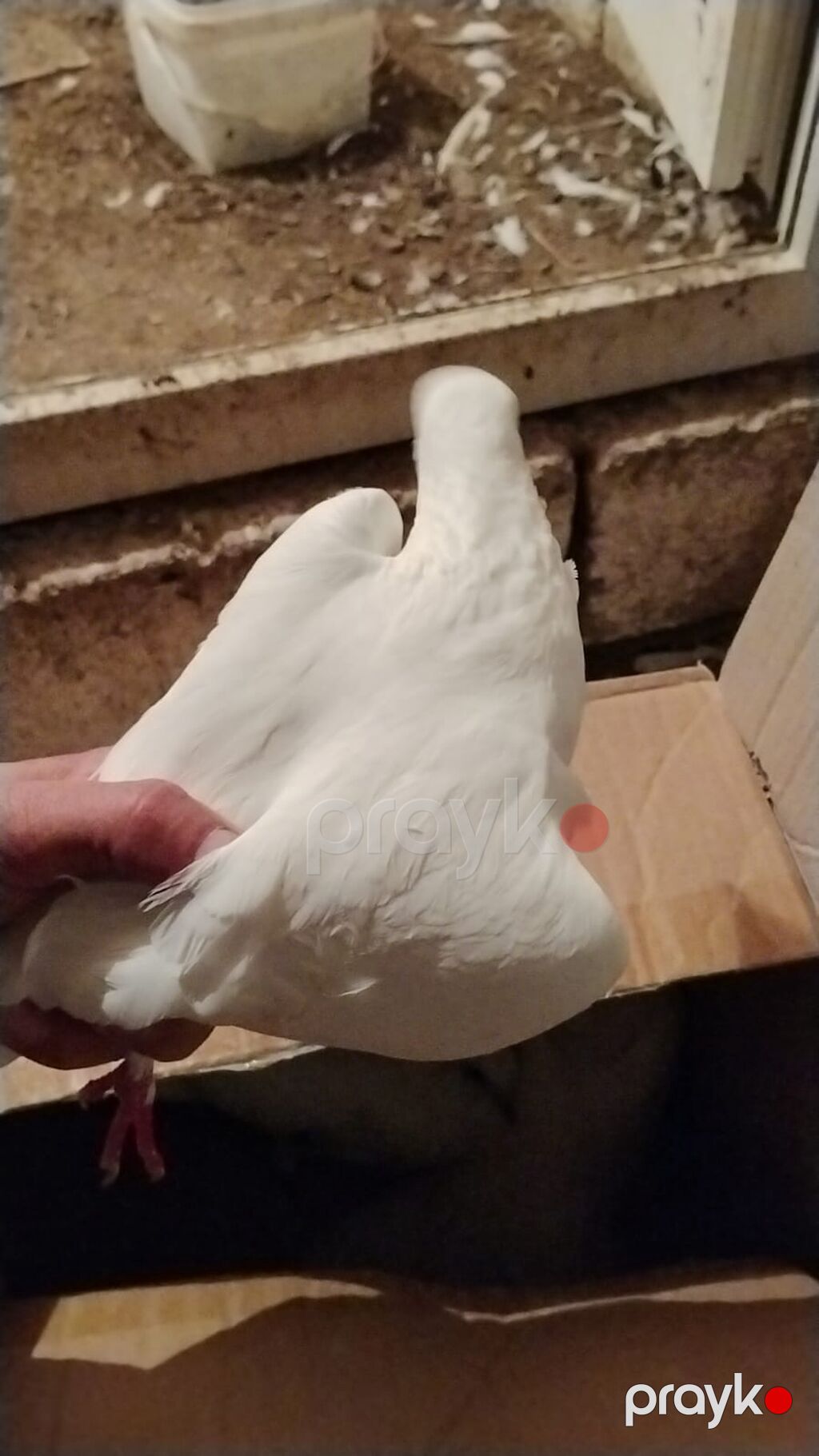 Ev göyərcinleri tek tek gotren olsa Ayr qiymet olacay hamsn gotren — Göyərçin, Digah (4)