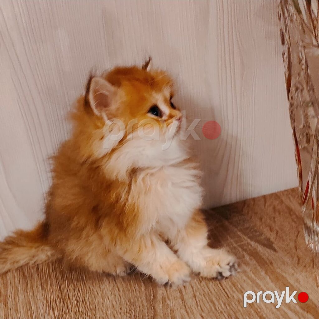 Qızıl şinşilla — Pişiklər, Bakı (4)