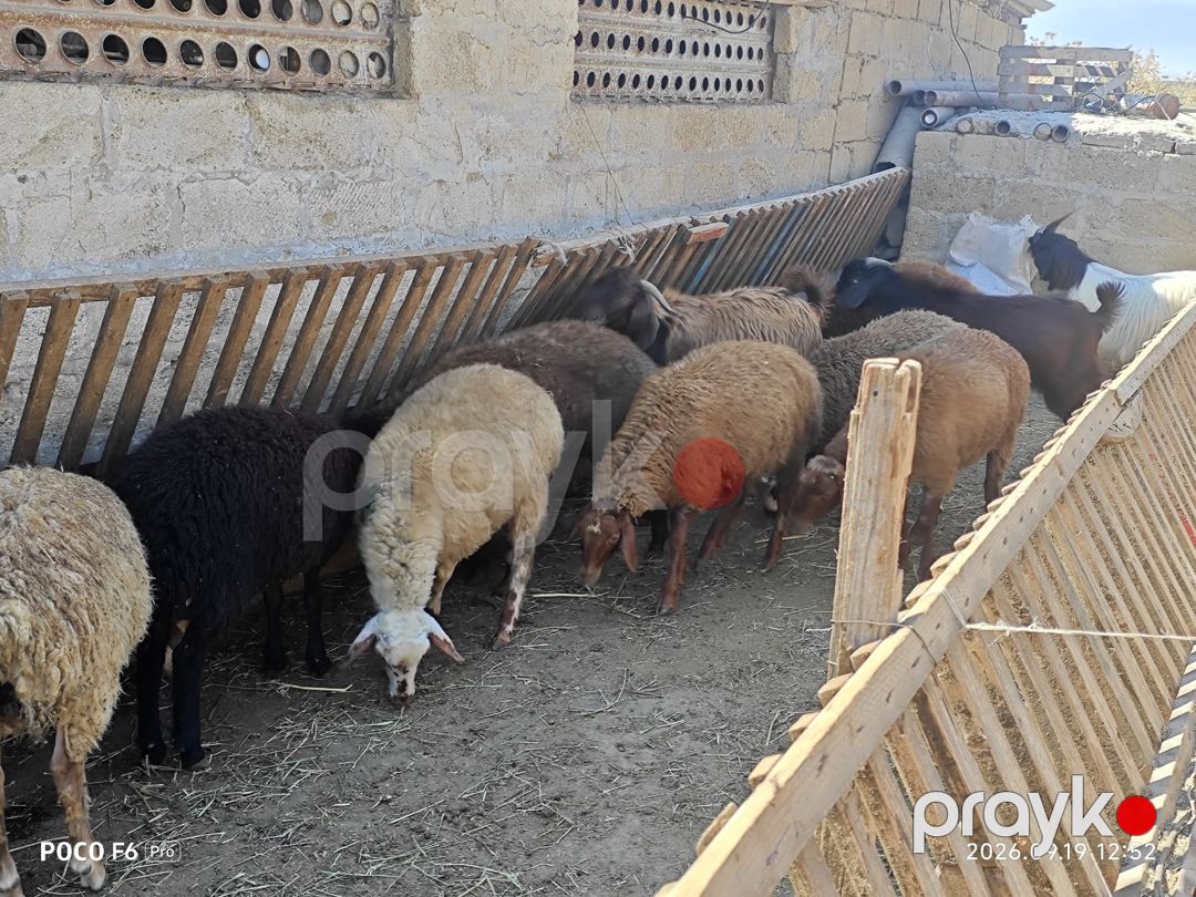 Quzular — Kənd təsərrüfatı heyvanları, Qobustan (6)