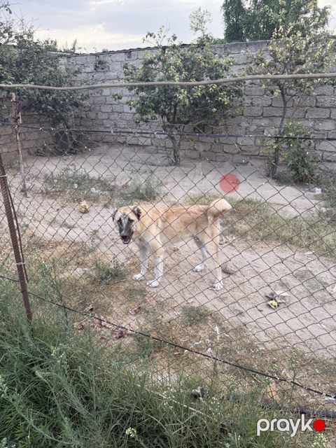 Çoban iti — Bakı