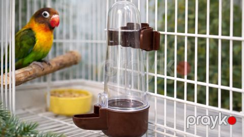 Quşlar üçün su qabı — Bakı