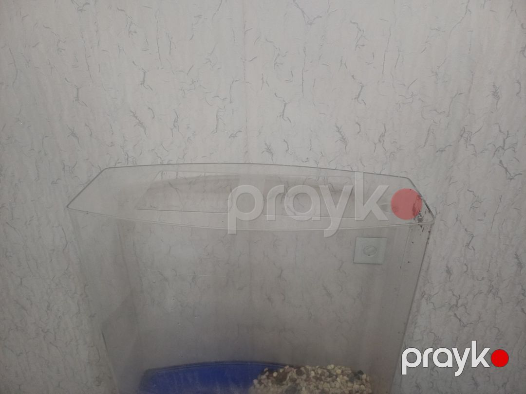 Akvarium — Akvariumlar və balıqlar, Sumqayıt (6)