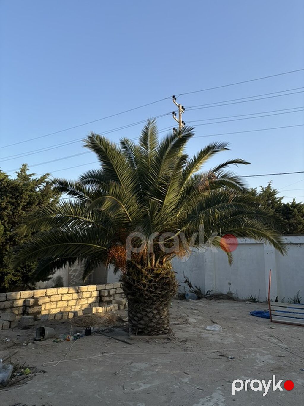 Xurma (xurma xurması) palm ağacı. Phoenix dactylifera (xurma palmı) — Ağaclar və fidan, Digah (2)