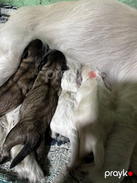 Pekines balaları — Gəncə