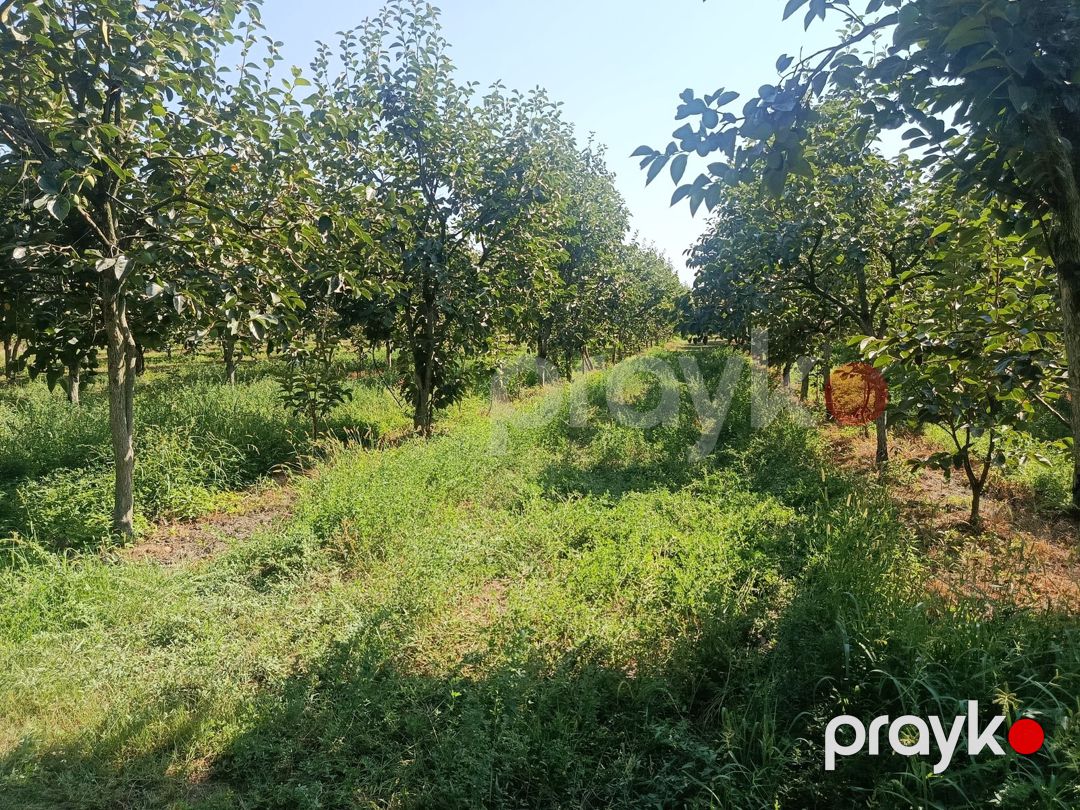 181 sot torpaq sahəsi, Göyçay r — Torpaq, Göyçay (11)