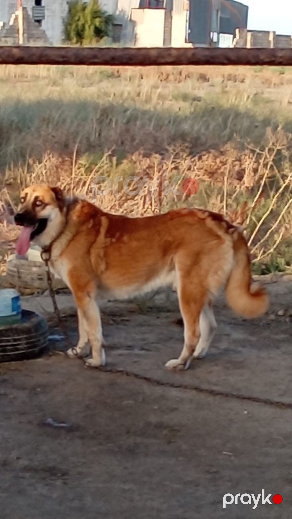 Qurdbasar, 2 il, Erkək, Peyvəndli, Rayonlara çatdırılma — Köpəklər, Mehdiabad (4)