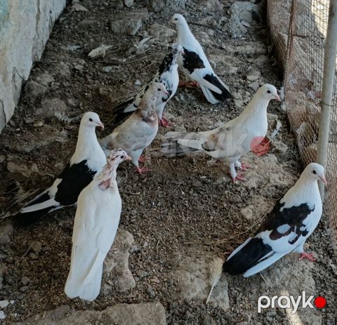 7 ədəd uçan göyercinlər satılır son qiymeti 40m — Pirəkəşkül