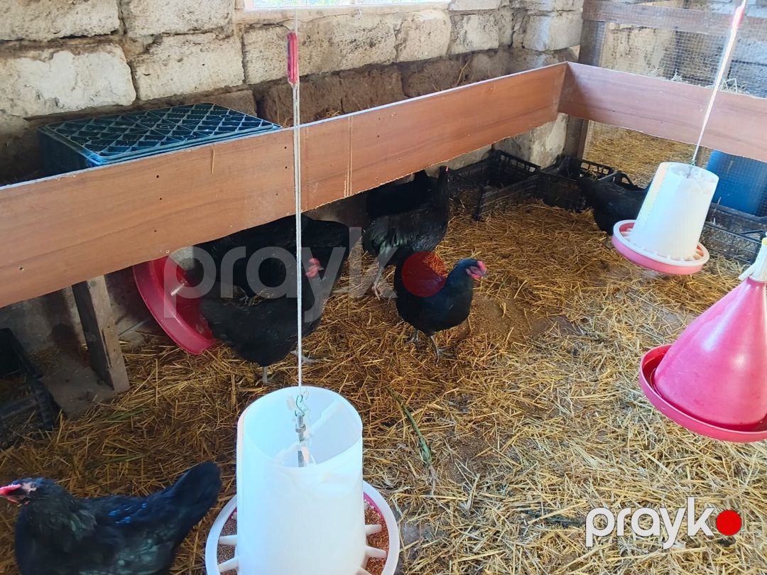 Avstralorp toyuq yumurtası — Quşlar, Bakı (5)