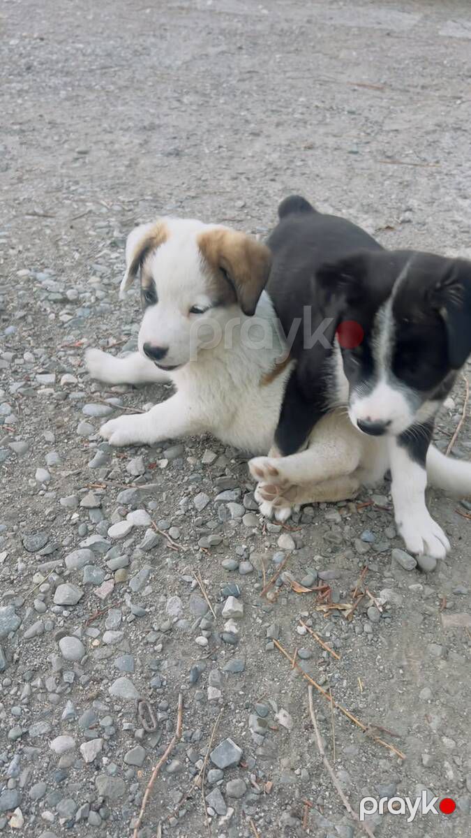 Çoban itin balaları — Köpəklər, Bakı (5)