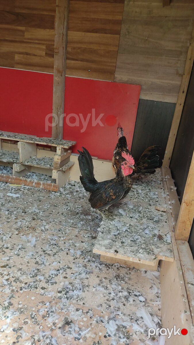 Xoruzlar — Quşlar, Bakı (7)