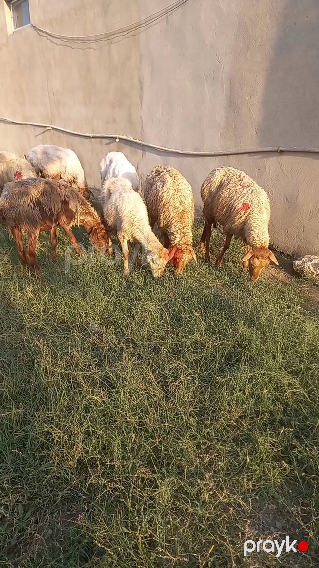 Salam tam saglam 12dene bogaz qoyun — Kənd təsərrüfatı heyvanları, Digah (4)