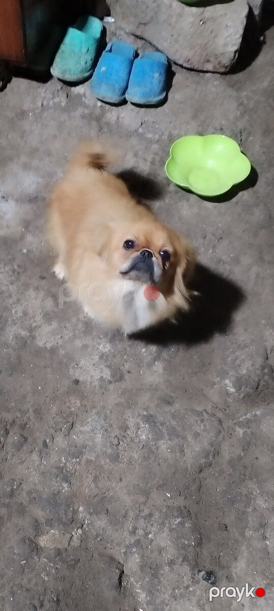 Pekines — Köpəklər, Masallı (2)