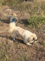 Pekines, 1 il, Erkək, Peyvəndli — RƏŞAD