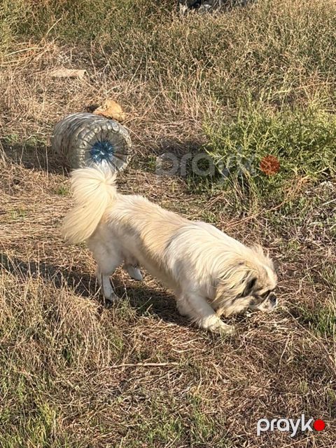 Pekines, 1 il, Erkək, Peyvəndli — Mehdiabad