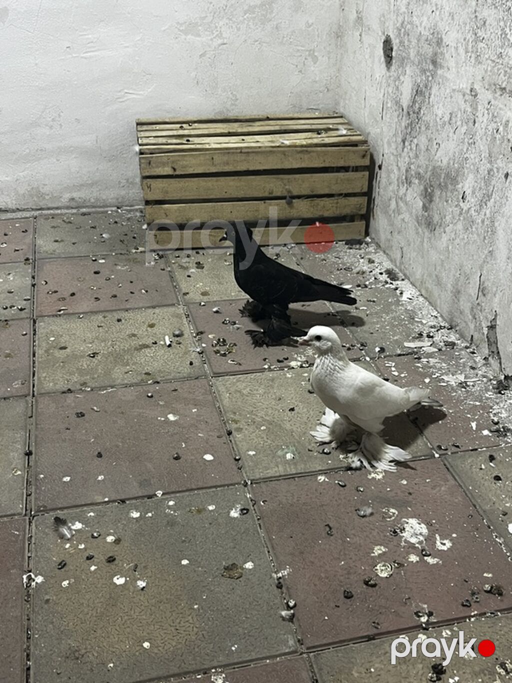 Dekorativ lələklilərdi Ana baladı balasının qanadların kəsməmişəm — Göyərçin, Bakı (2)