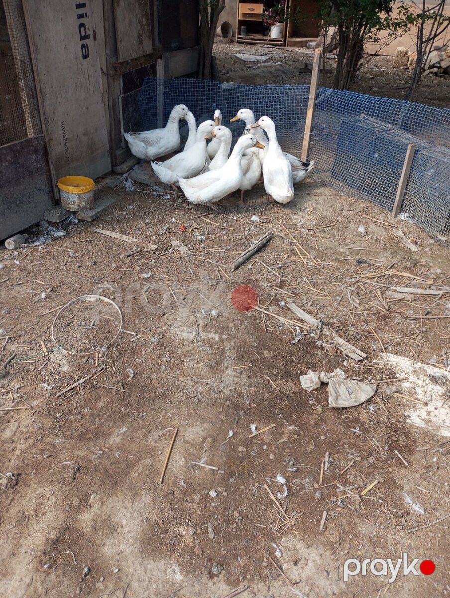 Pekin ördəkləri — Quşlar, Bakı (4)