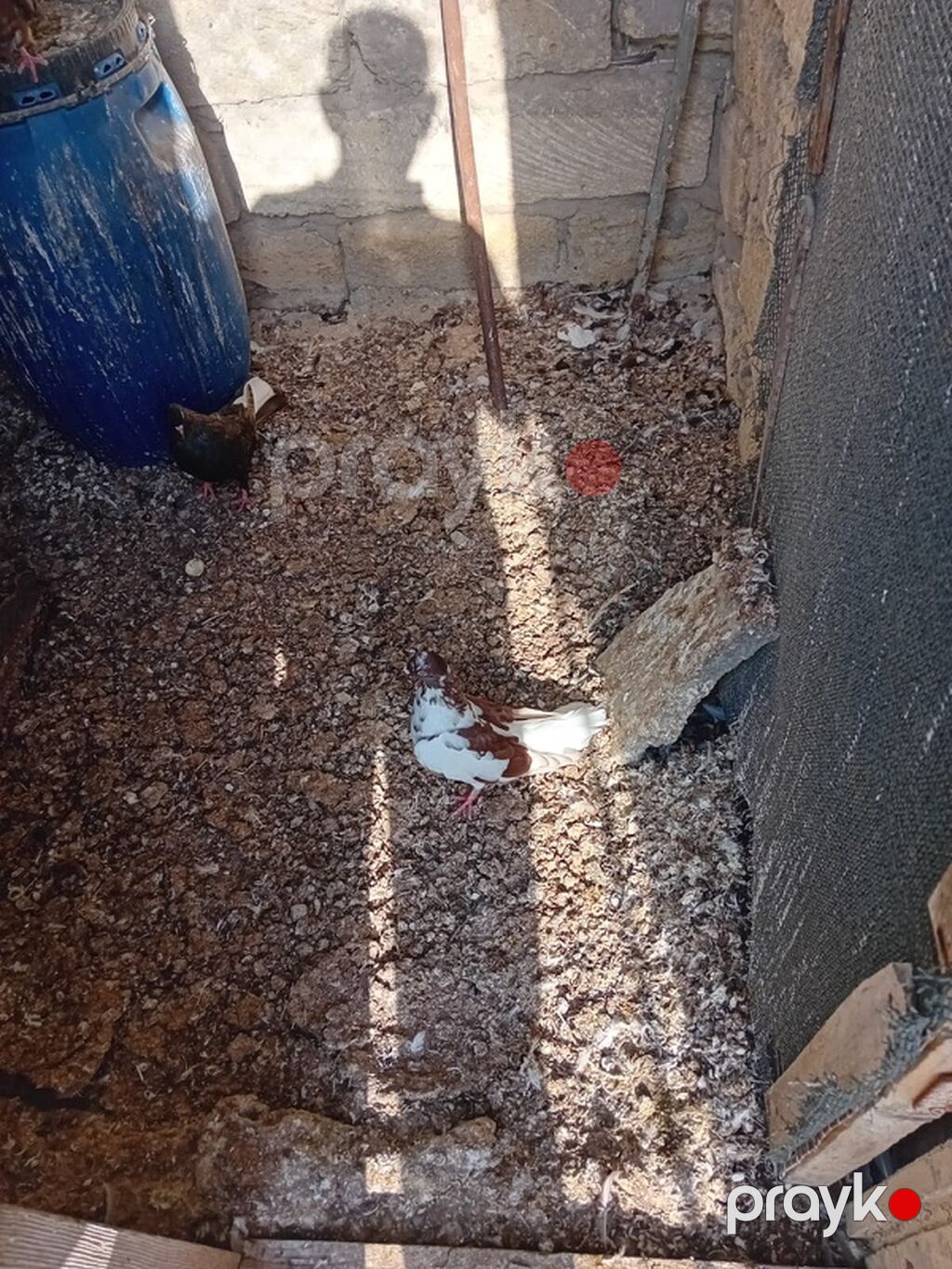 Məhsul: Göyərçinlər (qarışıq rənglərdə) Təsvir: - Açıq volyer — Göyərçin, Digah (5)