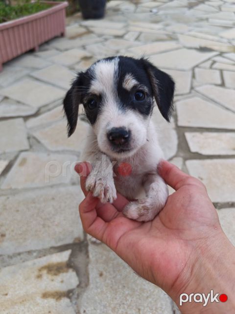 Salam iki ədəd zvanok balası satılır. Ağ qara olan dişidir qəhvəyi — Digah