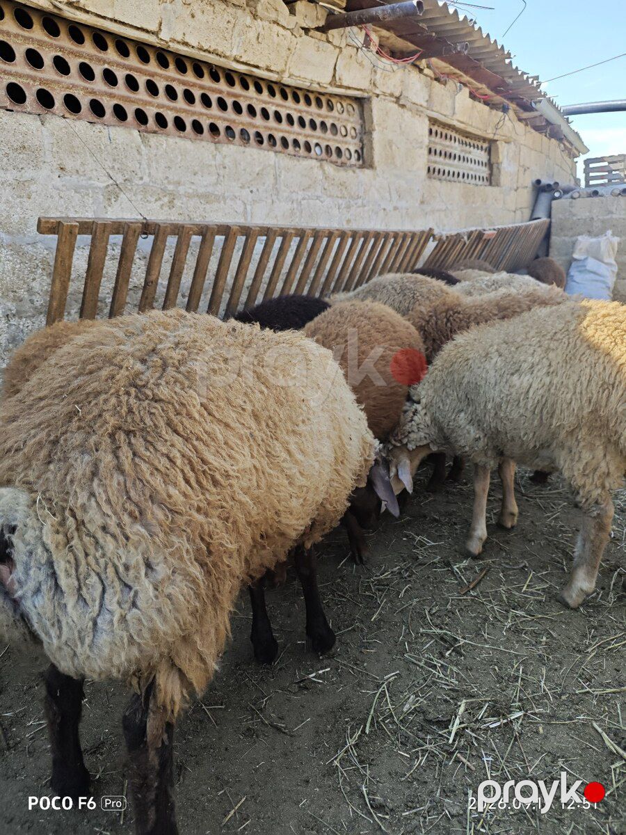 Quzular — Kənd təsərrüfatı heyvanları, Qobustan (8)