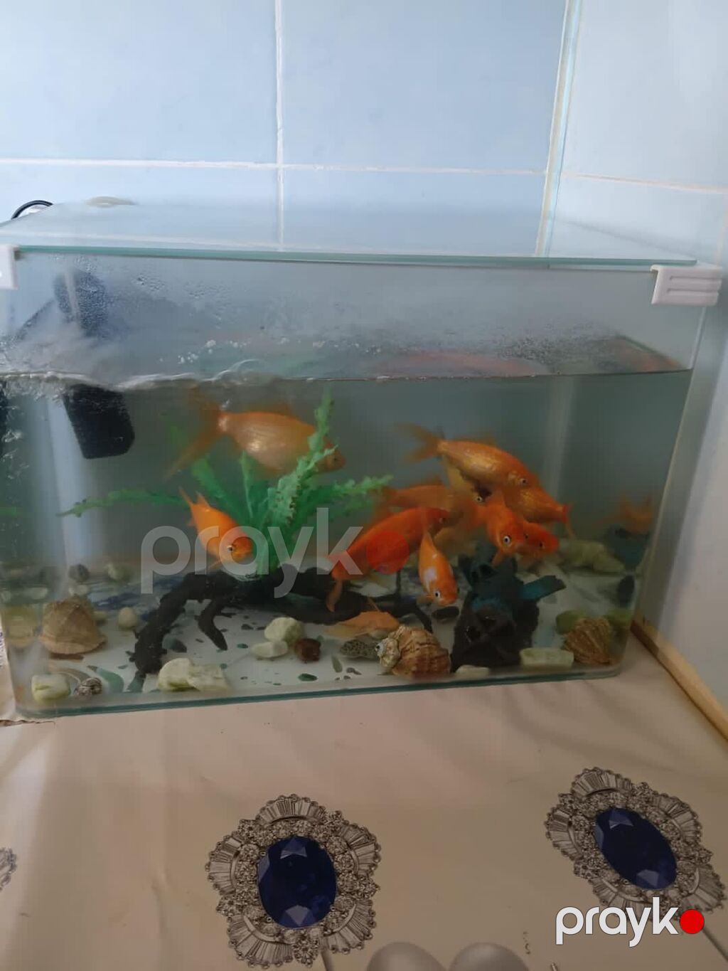Qızıl balıq, Sülhsevər, Ünvandan götürmə — Akvariumlar və balıqlar, Bakı (2)