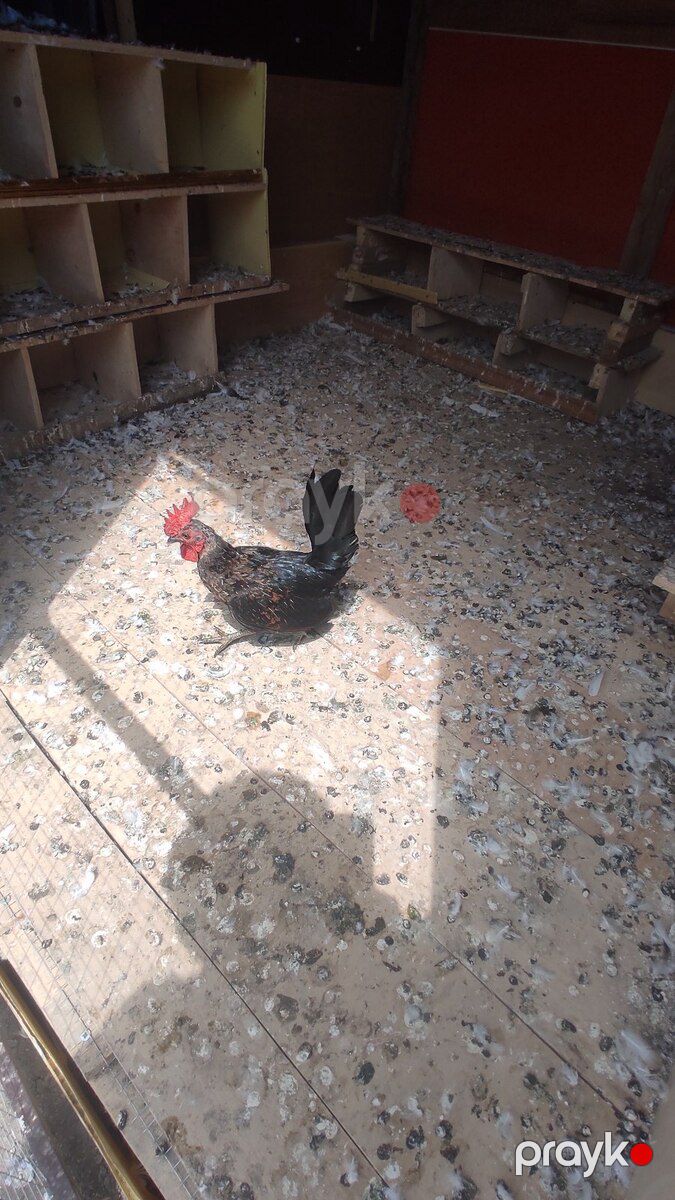Xoruzlar — Quşlar, Bakı (3)
