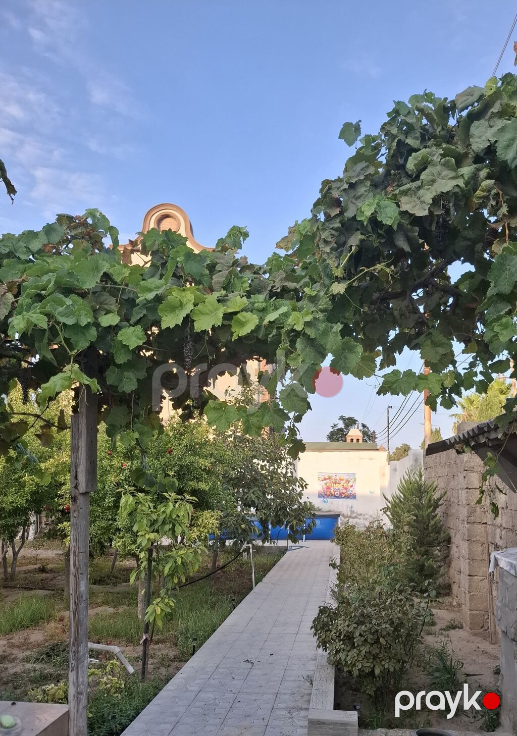 Meyvə bağ sahəsi satılır - Sahədə müxtəlif meyvə ağacları əkilib — Torpaq, Bakı (10)