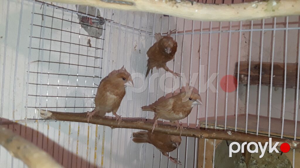 Hazir bala vermiw cut amadinler benqal ve bawi kekililer cutu — Tutyun papağayı, Bakı (10)