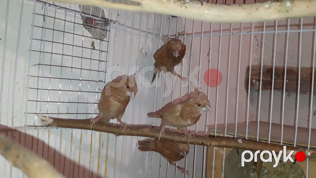 Hazir bala vermiw cut amadinler benqal ve bawi kekililer cutu — Tutyun papağayı, Bakı (9)