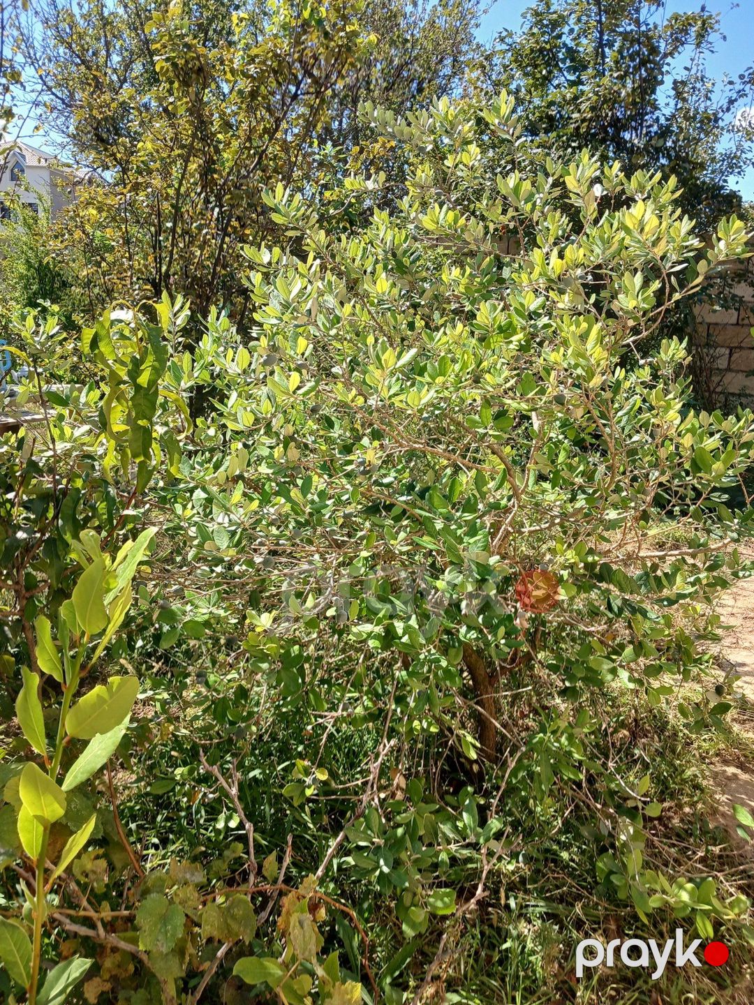Satılır torpaq 10 sot — Torpaq, Bakı (4)