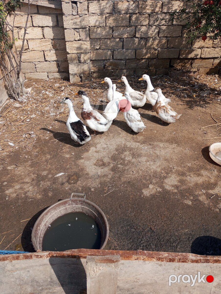 Pekin ördəkləri — Quşlar, Bakı (2)