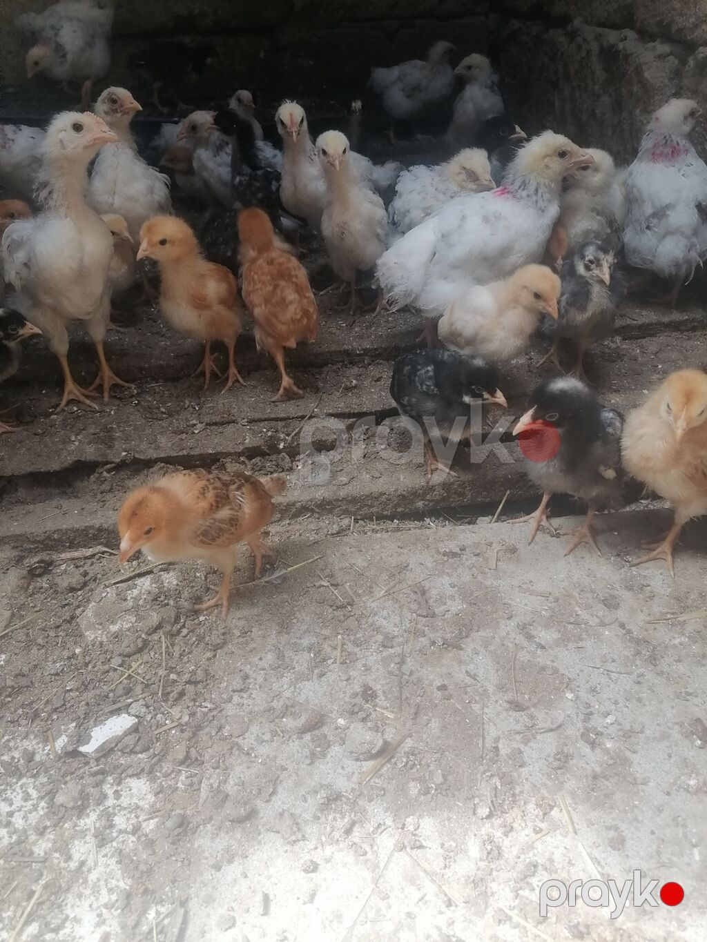 Toyuq cücələri, Damazlıq — Toyuq və xoruz, Novxanı (2)