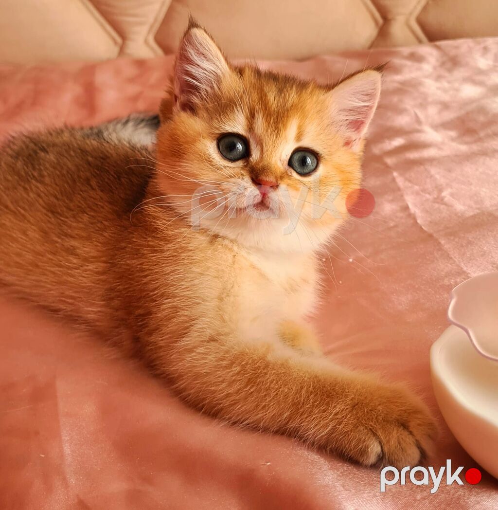 Britaniya qızılı kölgəli (golden shaded) uzun tüklü bala pişik — Pişiklər, Bakı (10)