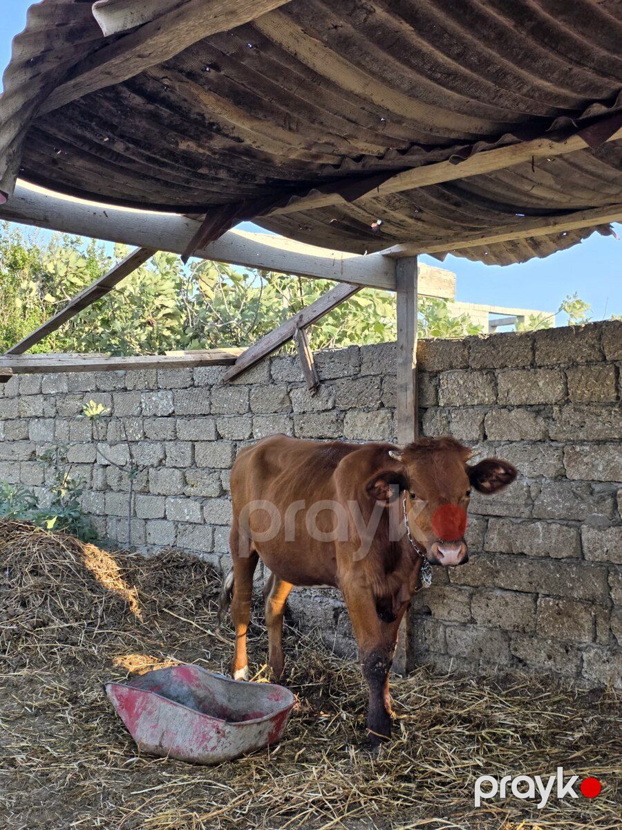 Simmental inək — Kənd təsərrüfatı heyvanları, Bakı (2)