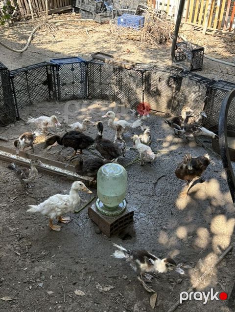 Məhsul: Cücələr və ördək balaları (qarışıq rənglər) Təsvir: - Həyət — Digah