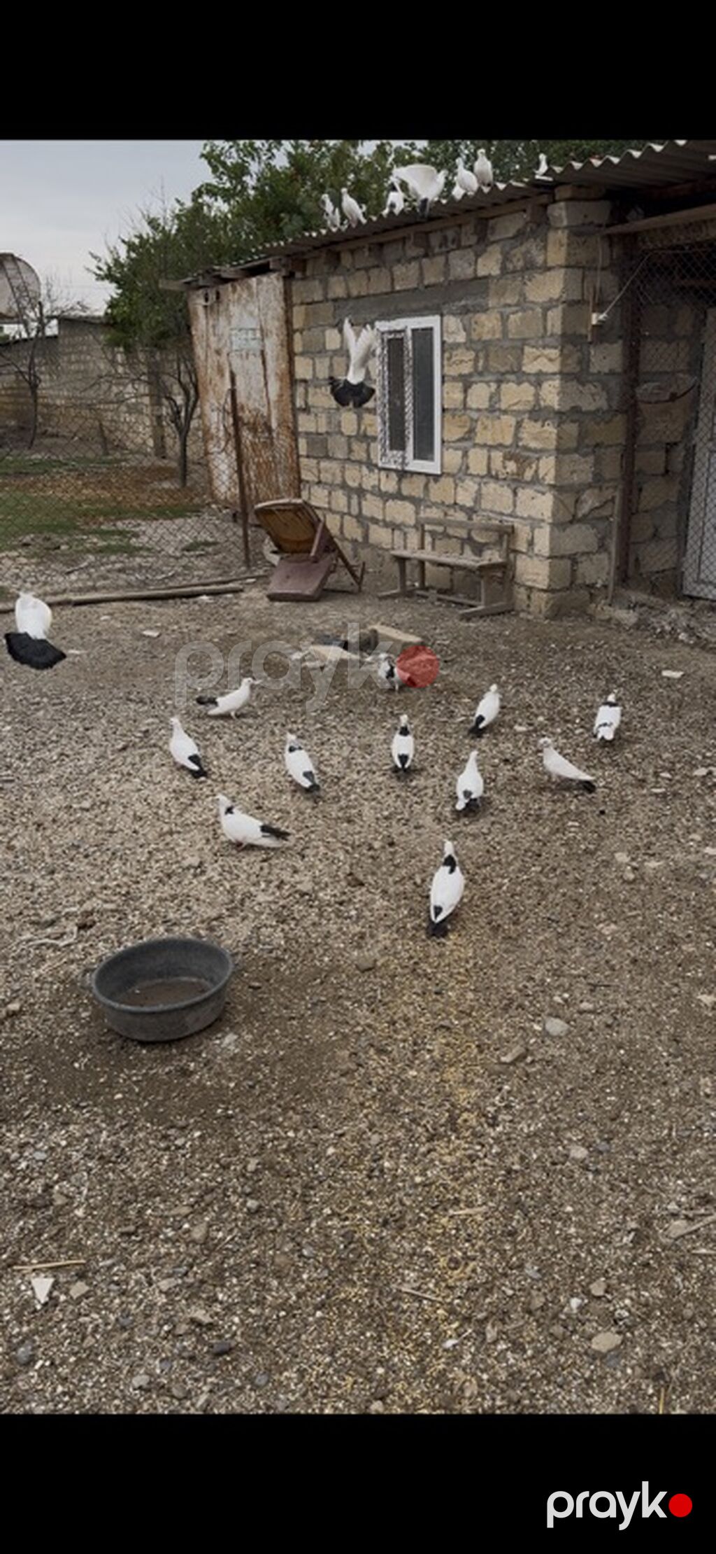1cutden toreme quslardi 27-28 denedi icinde pecat qara boyunlar abrez — Göyərçin, Salyan (2)