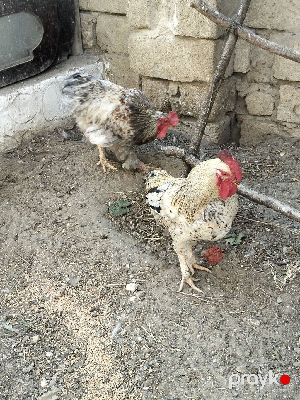 Xoruz, Brama, il: 1, Ünvandan götürmə — Toyuq və xoruz, Digah (2)