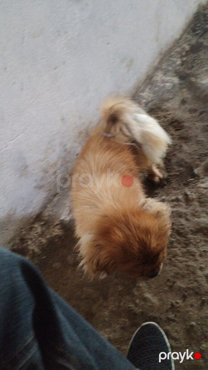 Pekines — Köpəklər, Masallı (3)