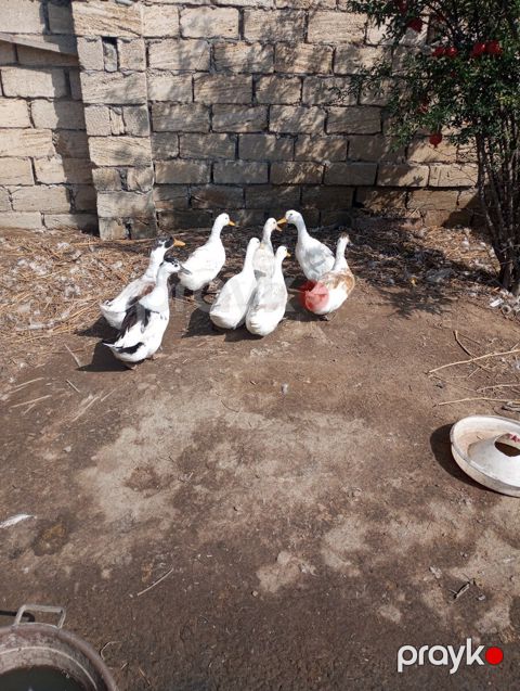 Pekin ördəkləri — Bakı