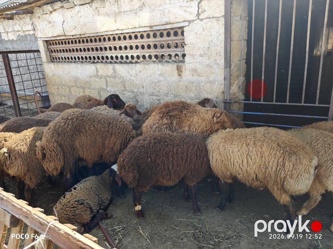 Quzular — Kənd təsərrüfatı heyvanları, Qobustan (2)