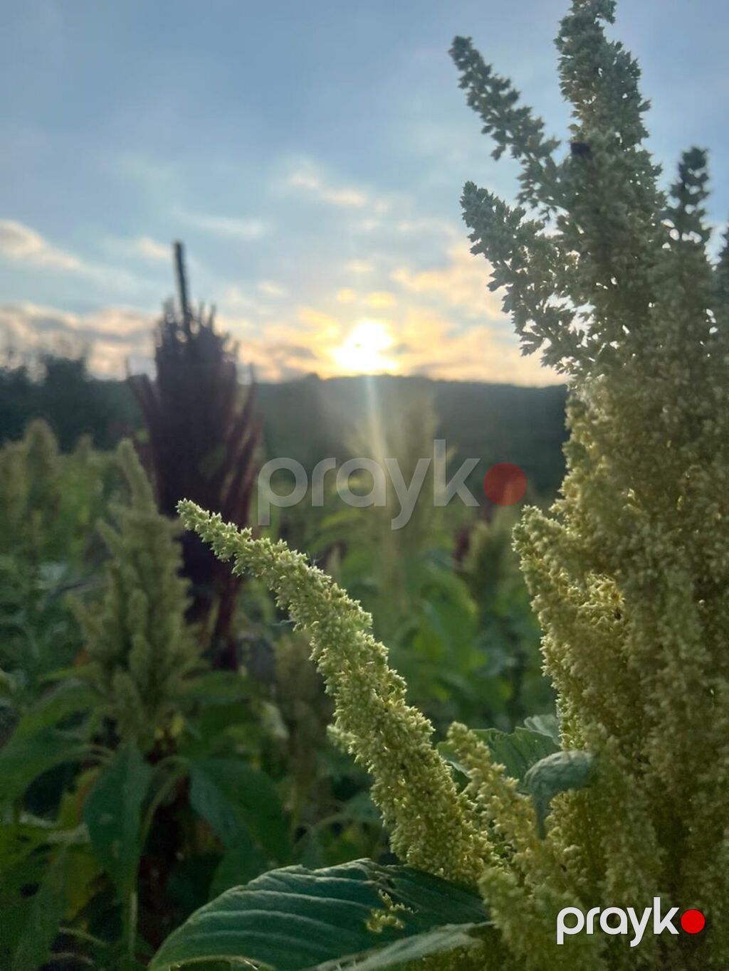 Amarant – Topdan Satış Təbii amarant toxumu Amarant qlütensiz — Bitkilər, Bakı (3)