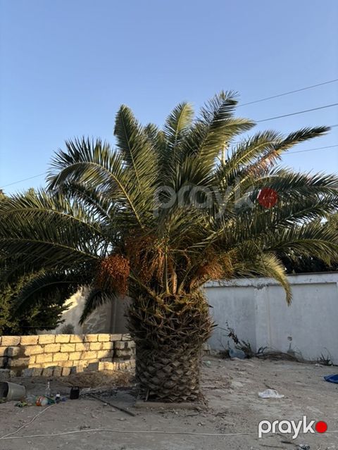 Xurma (xurma xurması) palm ağacı. Phoenix dactylifera (xurma palmı) — Digah