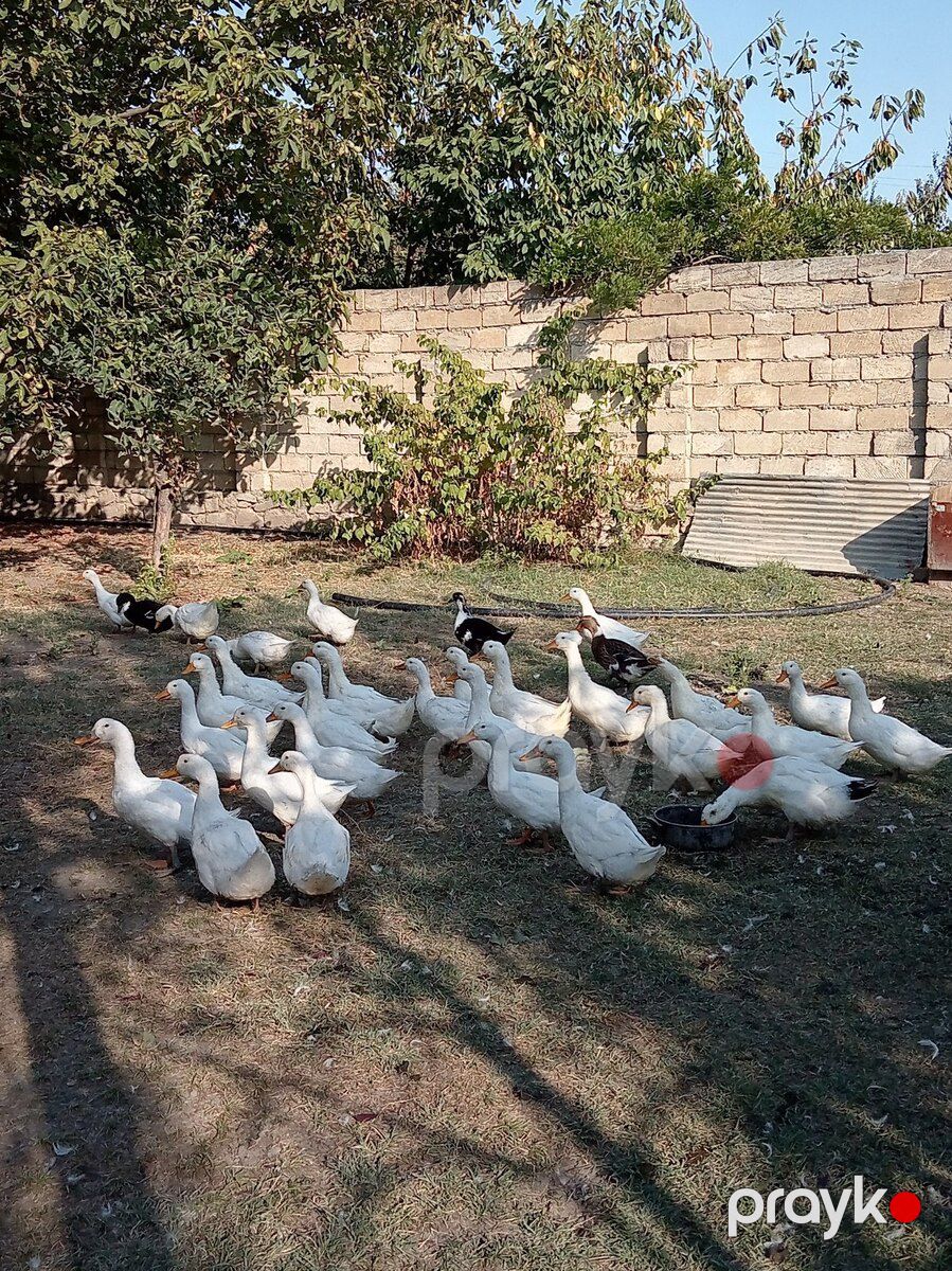 Pekin ördəkləri — Quşlar, İsmayıllı (3)