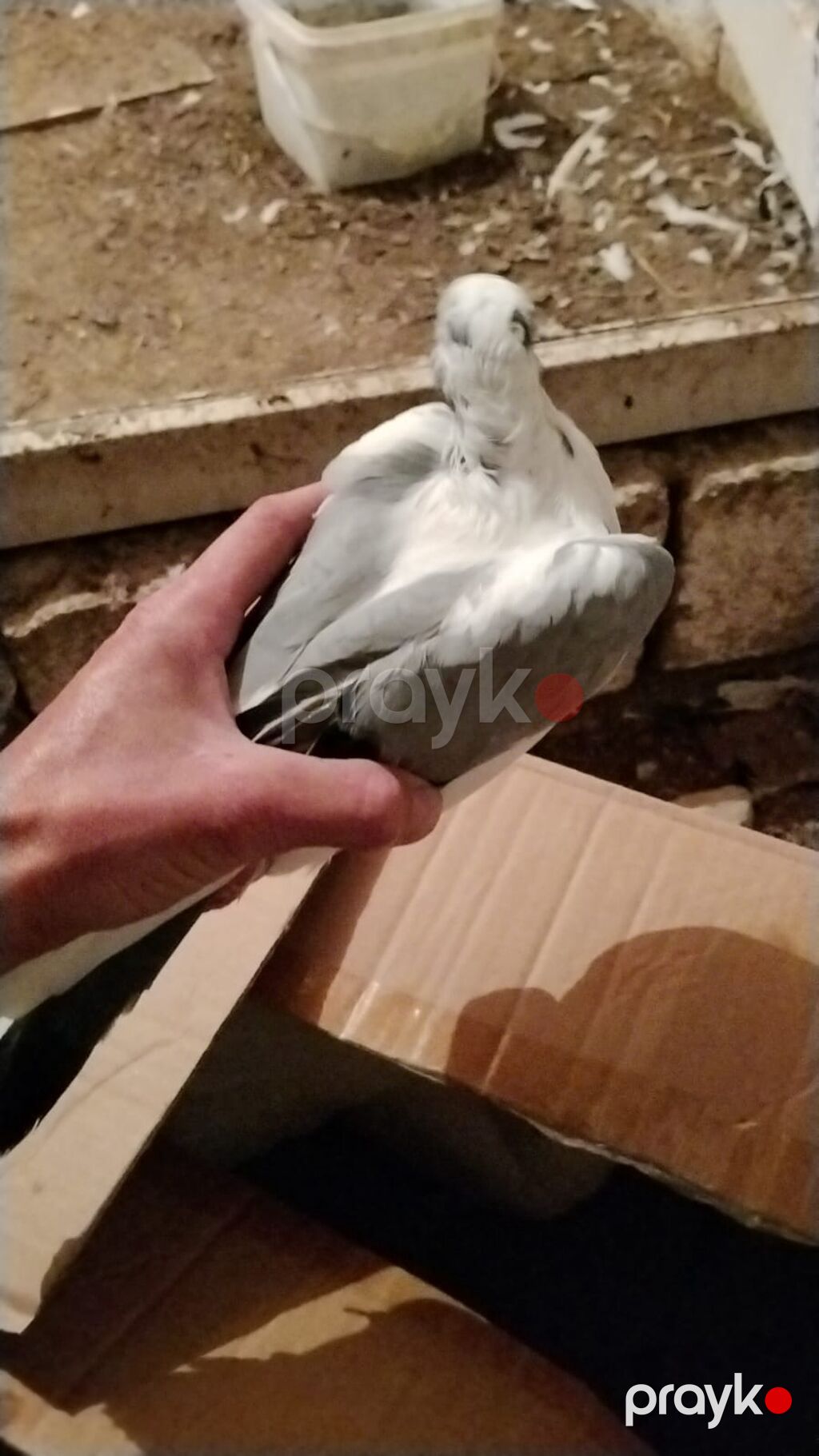Ev göyərcinleri tek tek gotren olsa Ayr qiymet olacay hamsn gotren — Göyərçin, Digah (9)