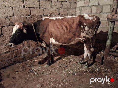 2 dene Heyvandi qirmizi ala Bogazdi 3 cu qarin 2 aylig Sari inekde — Xırdalan
