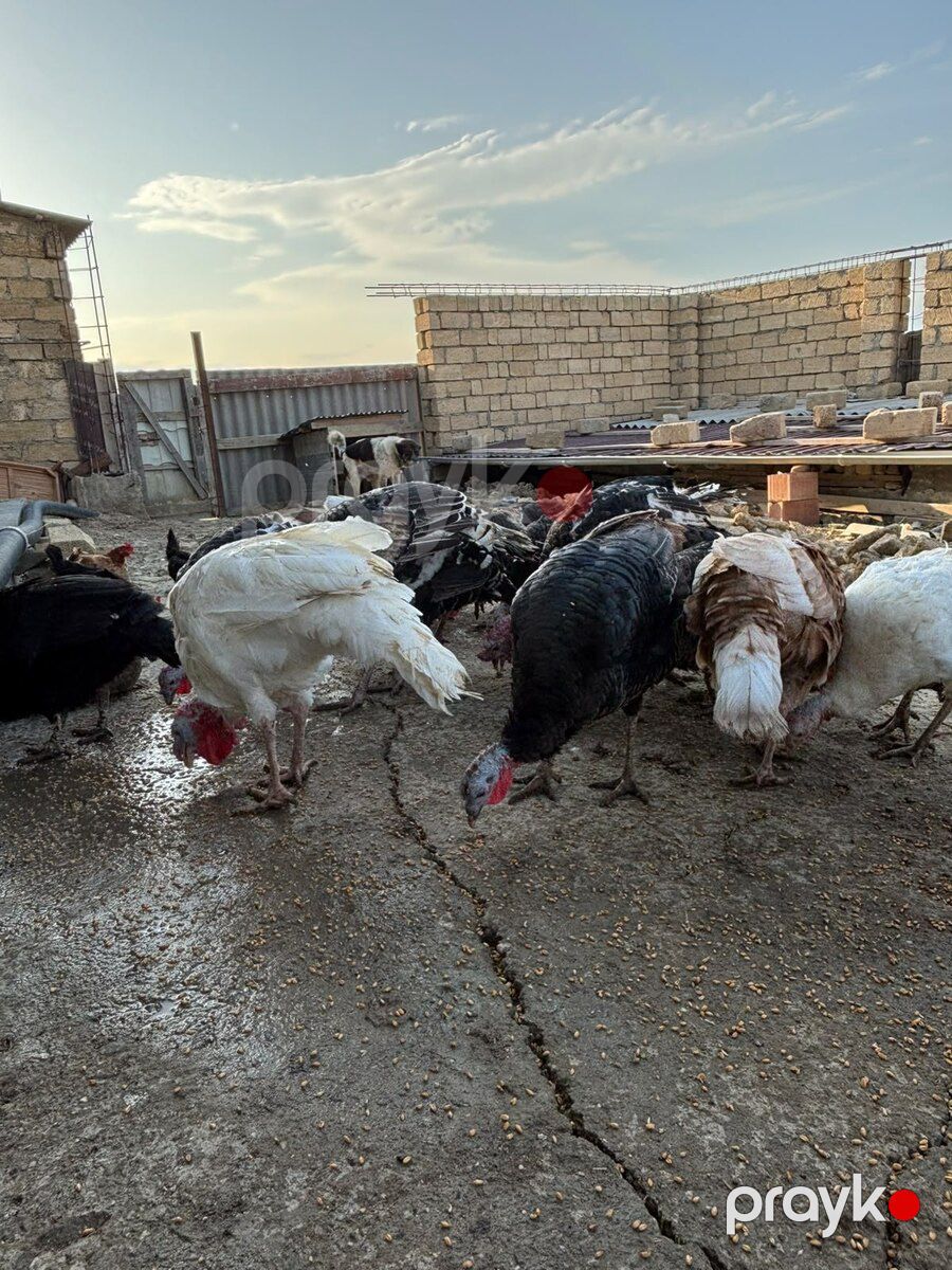 Hinduşkalar — Quşlar, Bakı (5)
