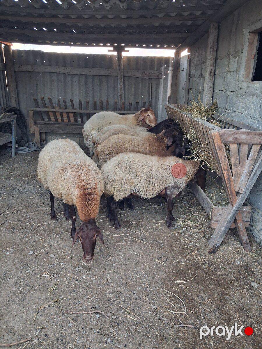 Qoyunlar — Kənd təsərrüfatı heyvanları, Bakı (6)