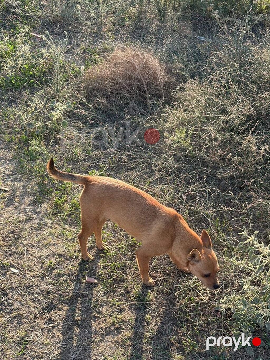10 ay, Peyvəndli — Köpəklər, Mehdiabad (3)