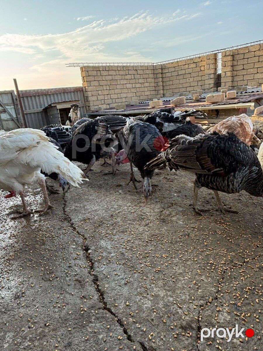 Hinduşkalar — Quşlar, Bakı (3)